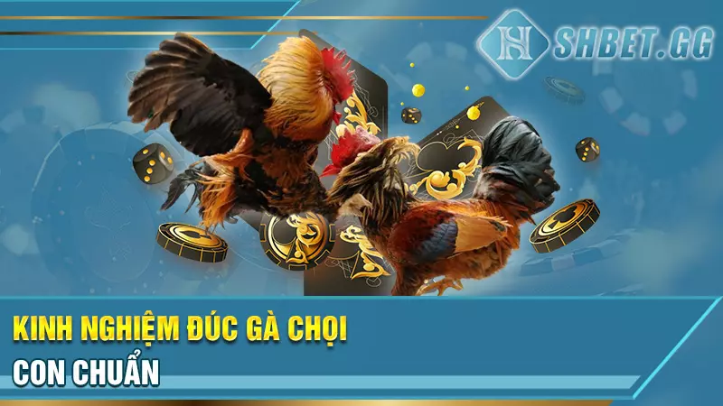 Sư kê lão làng chia sẻ kinh nghiệm đúc gà chọi thiện chiến 5 Kinh nghiệm đúc gà chọi con chuẩn