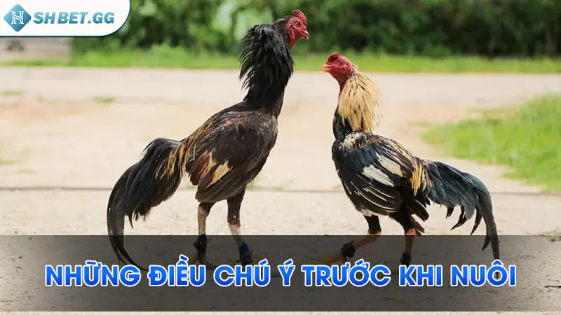Cách nuôi gà chọi C1 được lưu truyền bởi cao thủ 4 Những điều chú ý trước khi nuôi