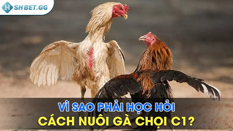Cách nuôi gà chọi C1 được lưu truyền bởi cao thủ 3 Vì sao phải học hỏi cách nuôi gà chọi C1?