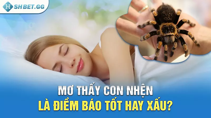 Con nhện số lô đề và điềm báo ẩn chứa trong giấc mơ 3 Mo thay con nhen la diem bao tot hay